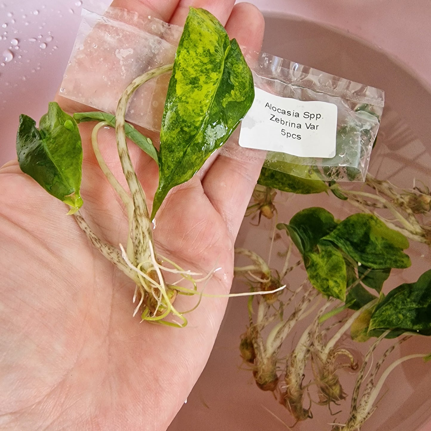 Tissue Culture Plant - Pre-order - please see description