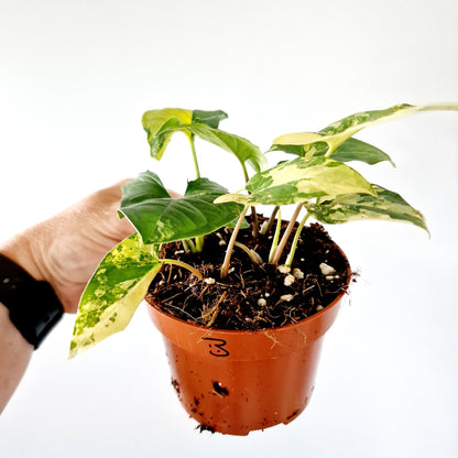 Syngonium Aurea multiple Houseplants in each 14cm pot (3)