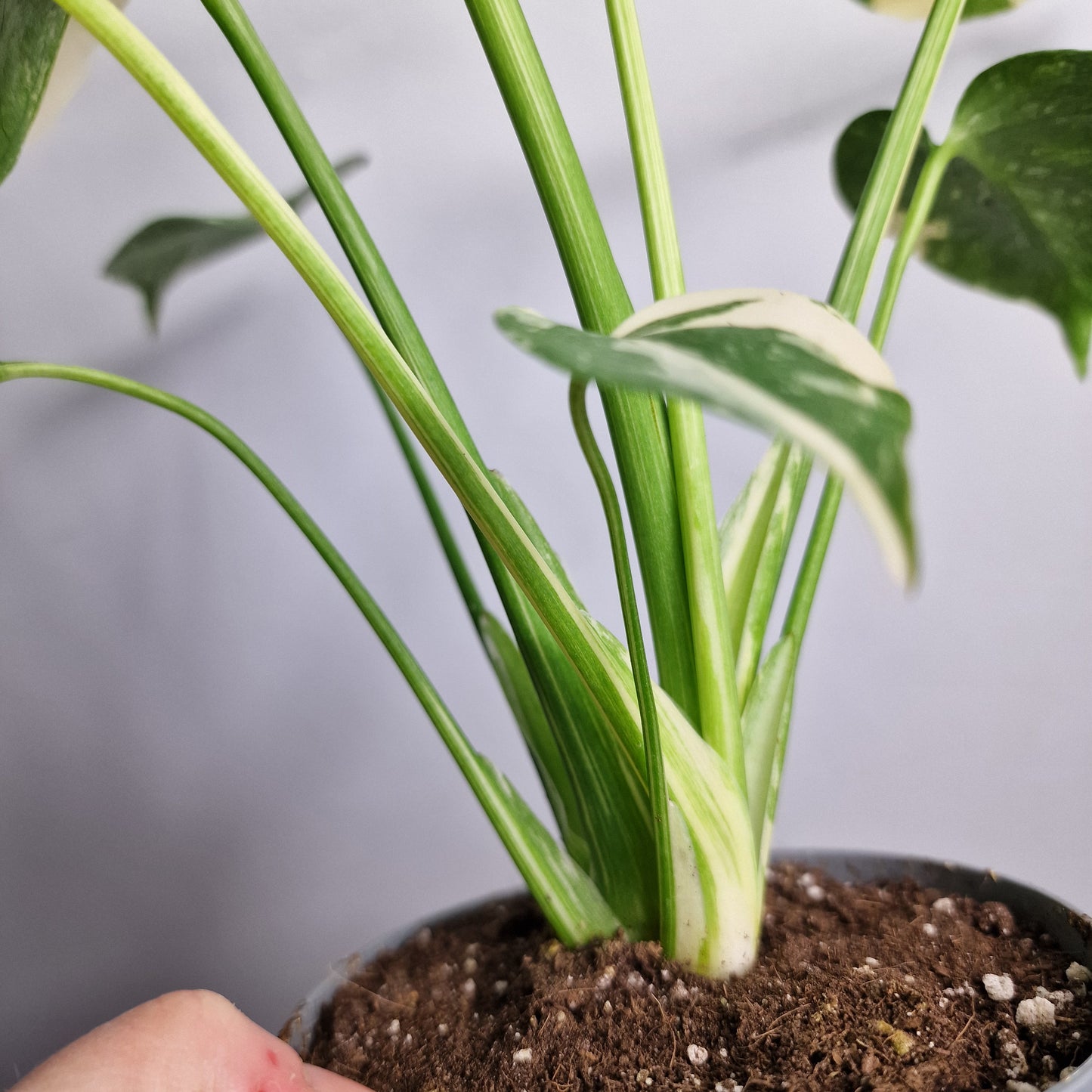 Monstera Crème Brûlée – 12cm Pot - Exact Plant (#1)