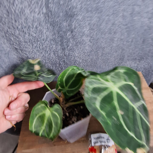 Anthurium Silver Streak Ecuagenera Import (c) worth £30 – Rehab Plant