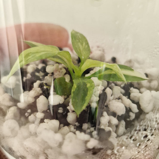 PRE-ORDER – Philodendron Gloriosum No2 (Variegated)  – Young Exact TC Plant (#4)