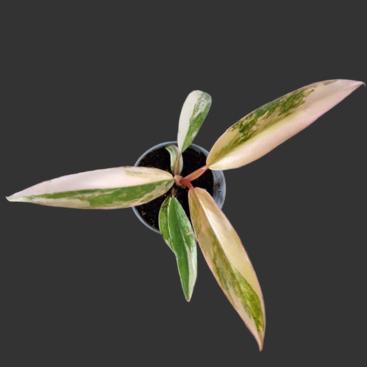 Philodendron Caramel Marble Rare Houseplant 6cm pot (3)