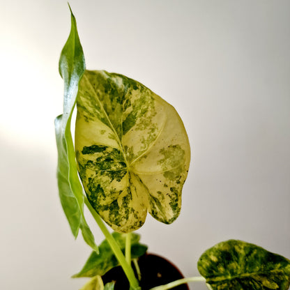 Alocasia Odora Yellow Variegated Houseplant 7cm pot (1)