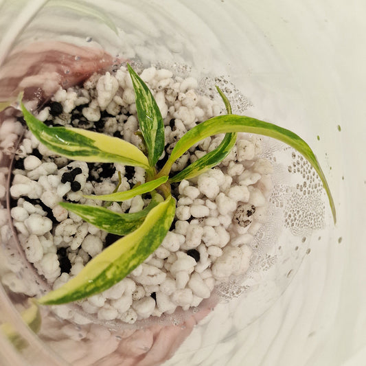 PRE-ORDER – Philodendron Tortum Variegated – Young Exact TC Plant (#5)