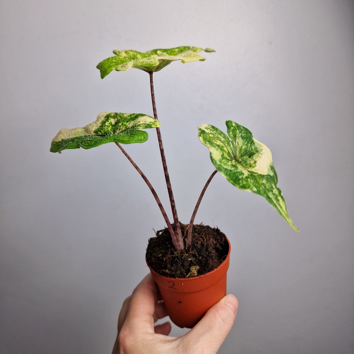 Alocasia Jacklyn Variegata – 7 cm - Exact Plant - Pot (#2)