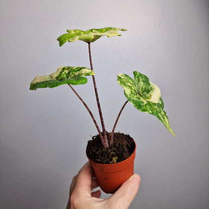 Alocasia Jacklyn Variegata – 7 cm - Exact Plant - Pot (#2)
