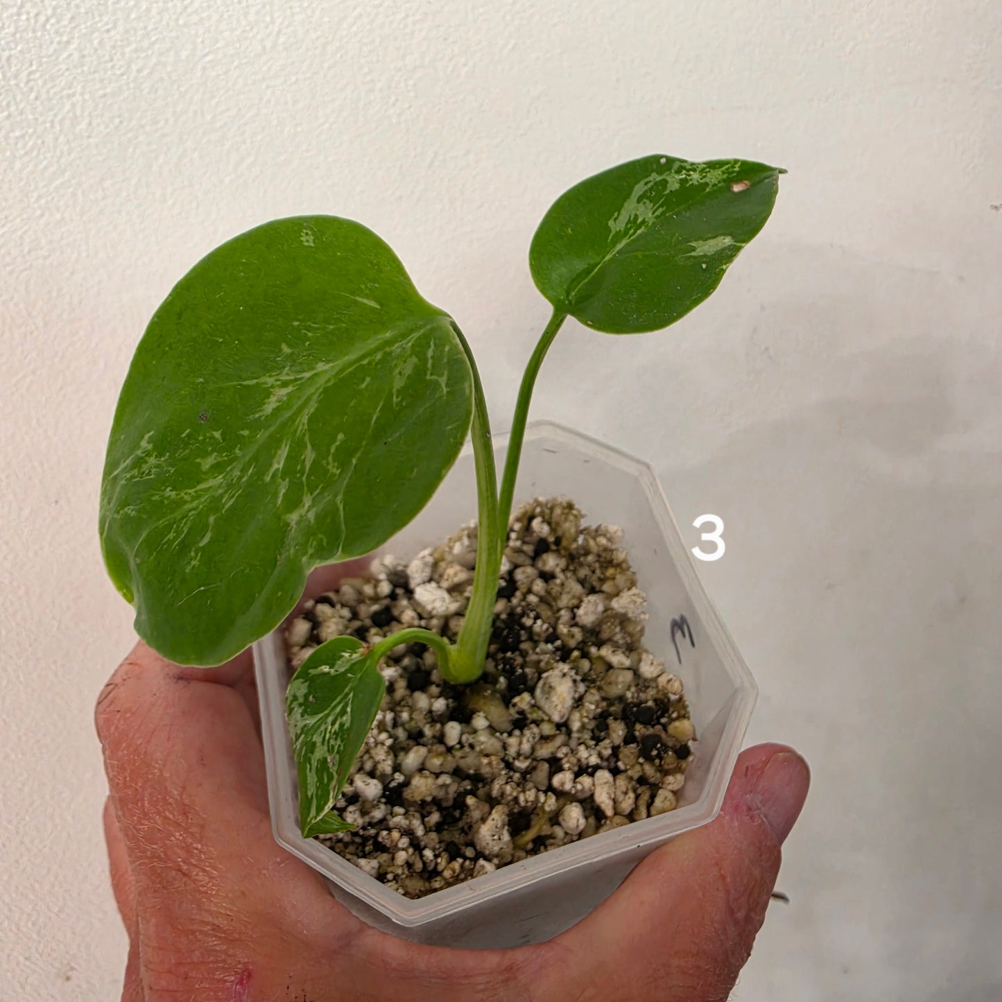 Monstera Bulbasaur 7cm pot – Choose Your Own
