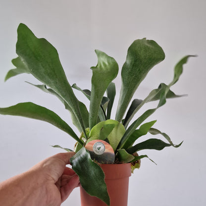 Staghorn Fern Platycerium Bifurcatum Rare Houseplant 12cm pot