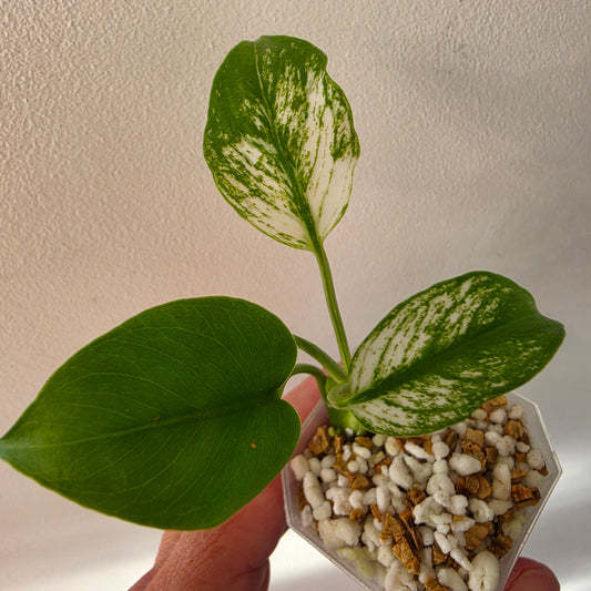 Monstera Devil Tissue Culture see description