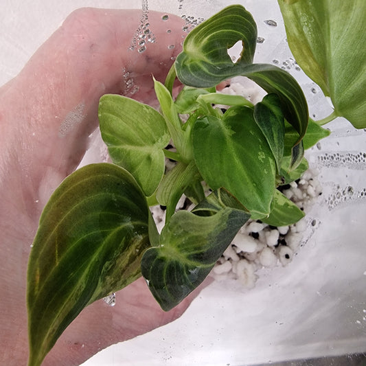 PRE-ORDER – Philodendron Melanochrysum Variegated  – Young Exact TC Plant (#2)