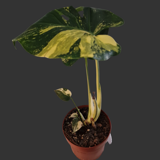 Monstera Deliciosa Aurea – 12cm Pot (#13a)