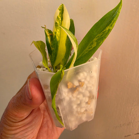 Philodendron Pedatum × Tortum Variegated (4) – Exact Plant - See Description