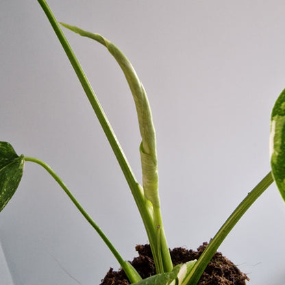 Monstera Thai Constellation Rare Houseplant 11cm pot