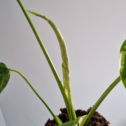 Monstera Thai Constellation Rare Houseplant 11cm pot