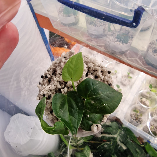 Anthurium Kos Hybrid x Cracking Veins | Rare Anthurium Houseplant