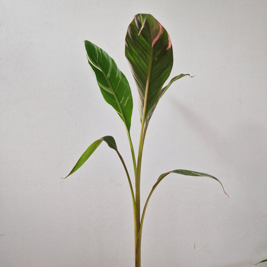 Musa Nono Rare Houseplant approx 40cm tall 10.5cm pot (1)