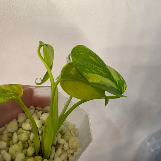 Monstera Electrolight – Exact Plant No. 3  - See Description