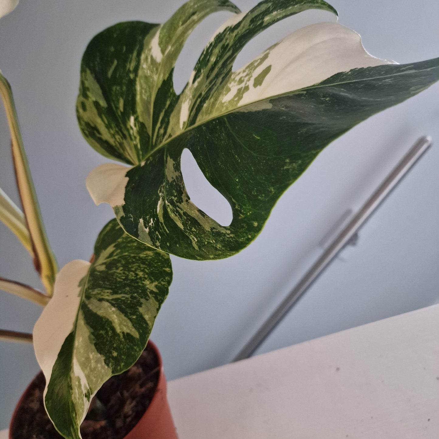 Monstera Deliciosa Albo Super White Rare Houseplant 15cm pot