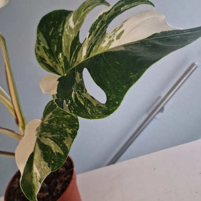 Monstera Deliciosa Albo Super White Rare Houseplant 15cm pot