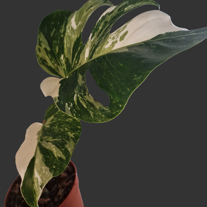 Monstera Deliciosa Albo Super White Rare Houseplant 15cm pot