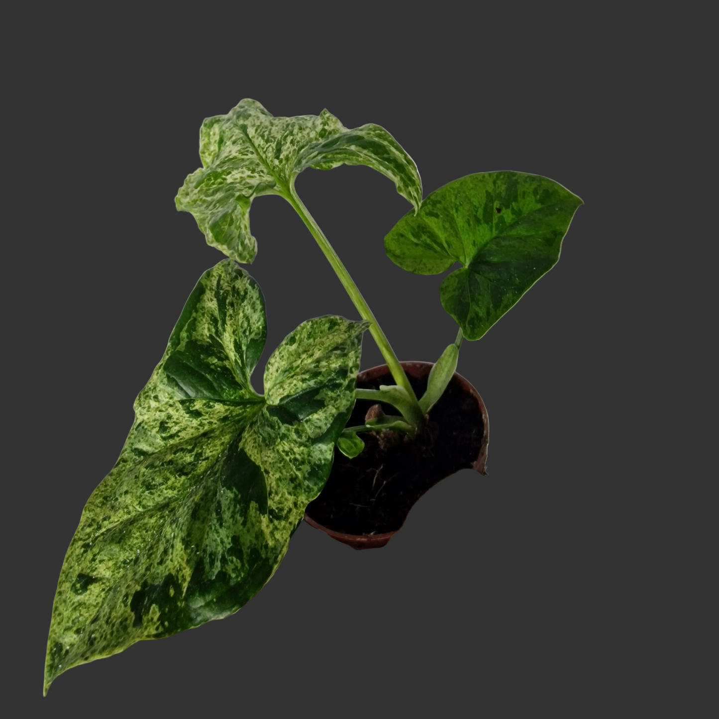 Syngonium ‘Mottled Mojito’ – 6cm Pot