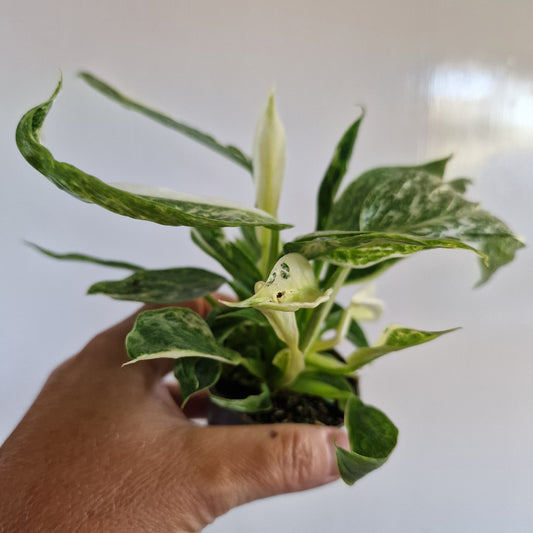 Philodendron Jose Buono Rare Houseplant 6cm pot