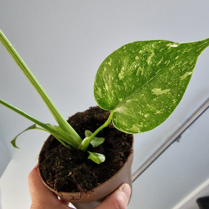 Monstera Thai Constellation Rare Houseplant 11cm pot (12)