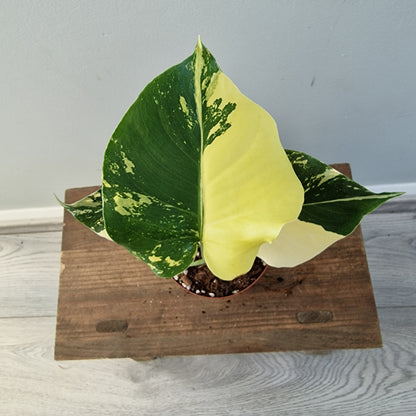 Monstera Deliciosa Aurea – 12cm Pot (#10)