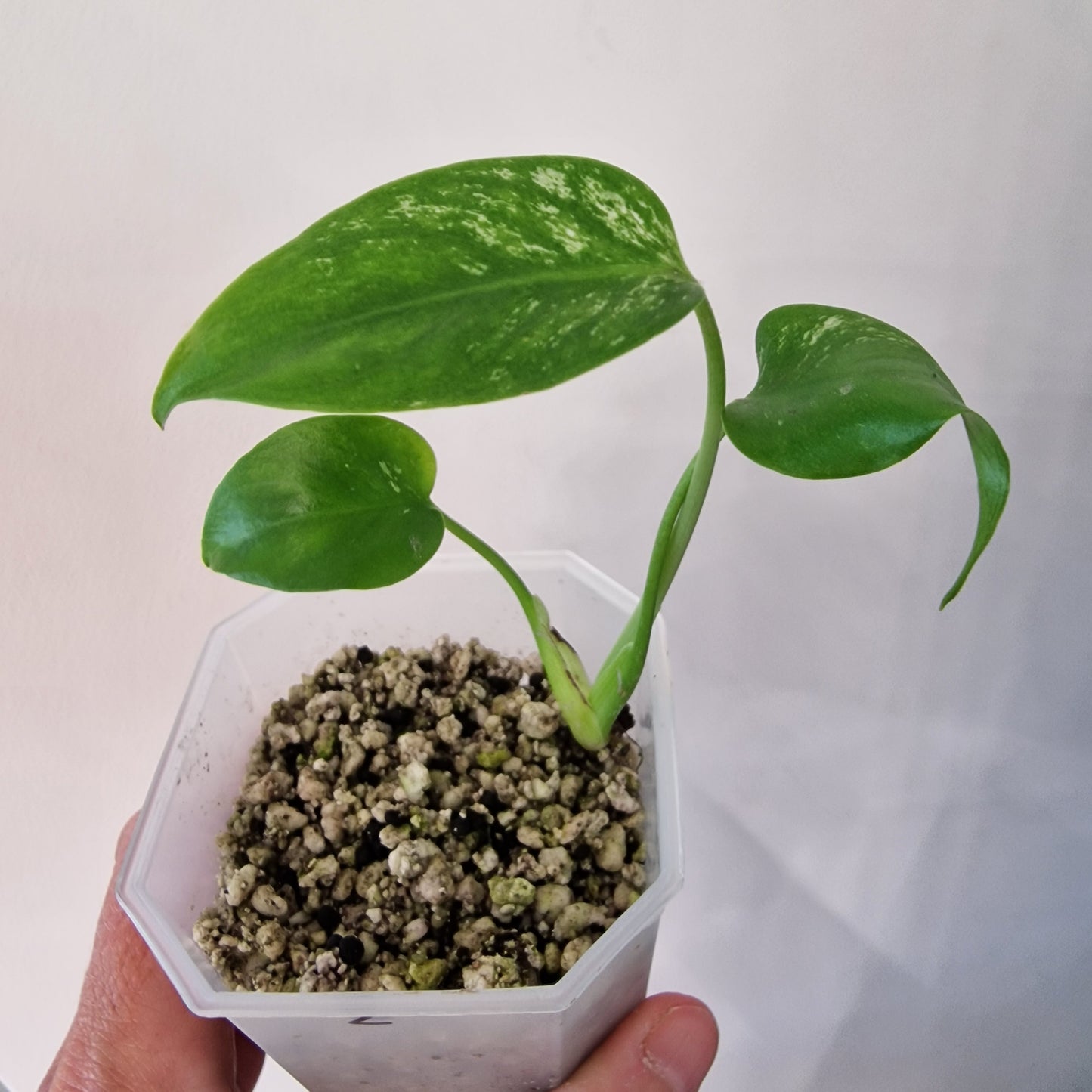 Monstera Devil – Acclimatised TC - Exact Plant (2)