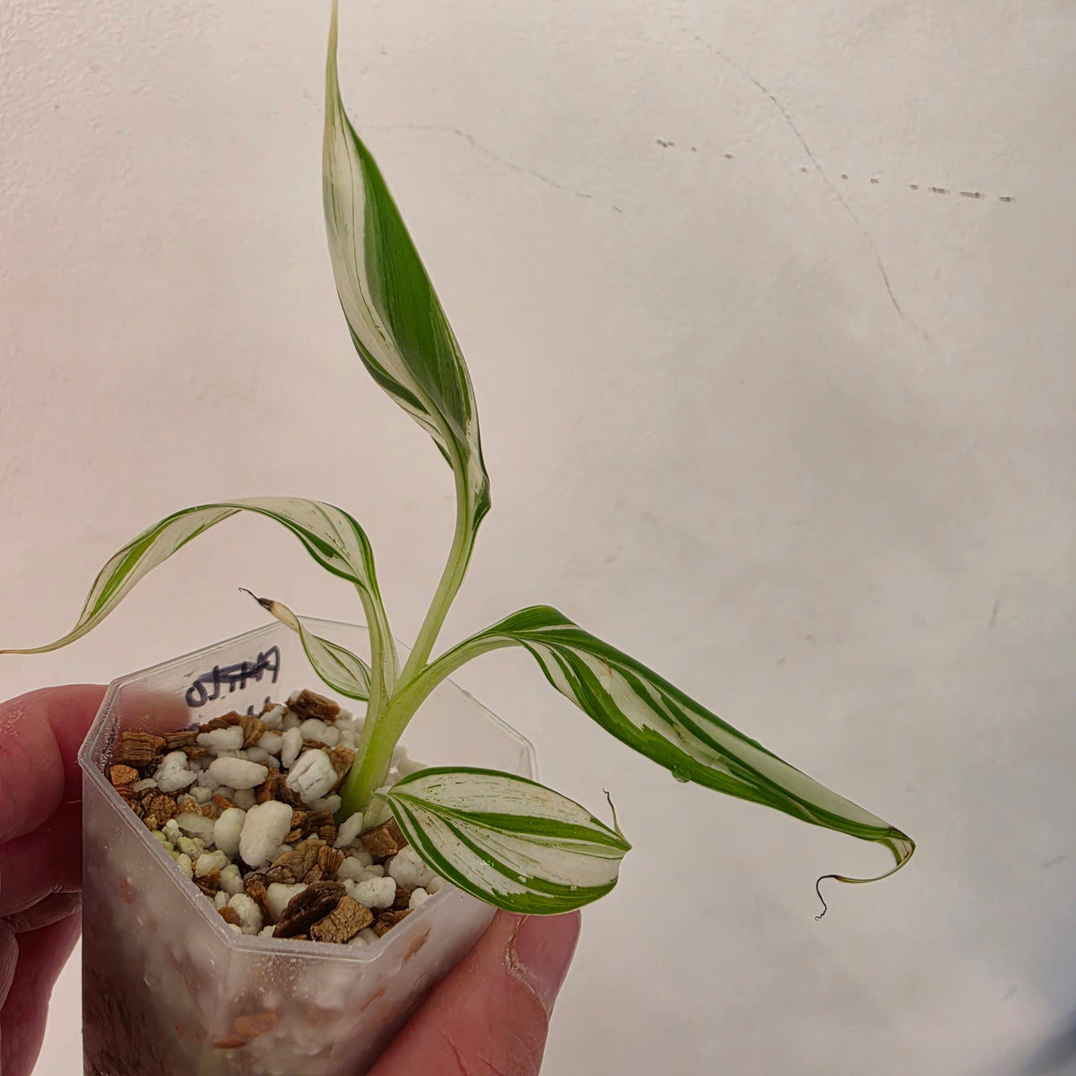 Musa ‘Hawaii’ Variegated – Established | Exact Plant #5
