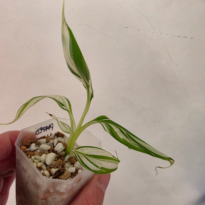 Musa ‘Hawaii’ Variegated – Established | Exact Plant #5