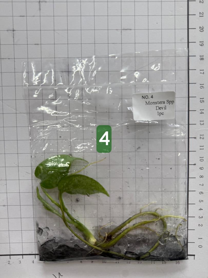 Choose your own Monstera Devil Tissue Culture Plantlet Pre-Order - see description