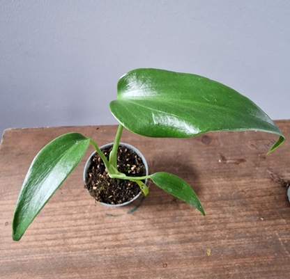 Monstera Burle Marx Flame Rare Houseplant 6cm pot