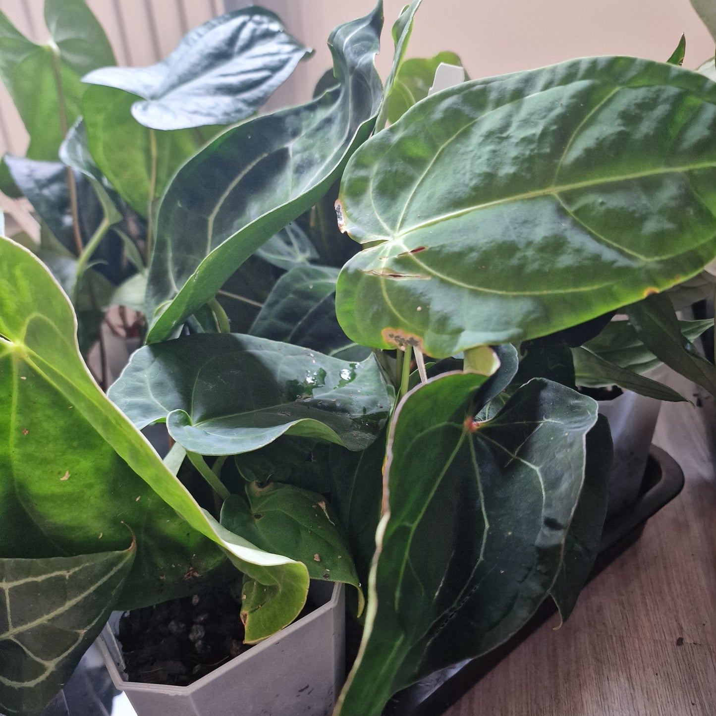 Mystery Ecuagenera Rehab Plant – £25