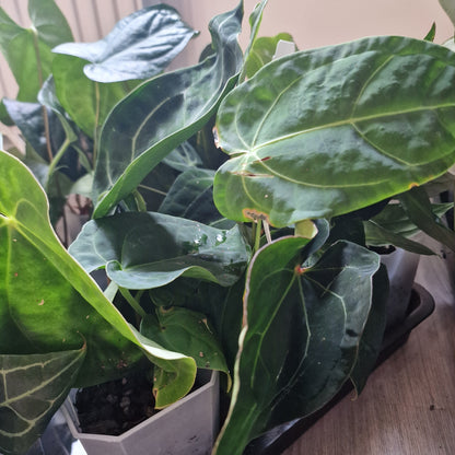 Mystery Ecuagenera Rehab Plant – £25