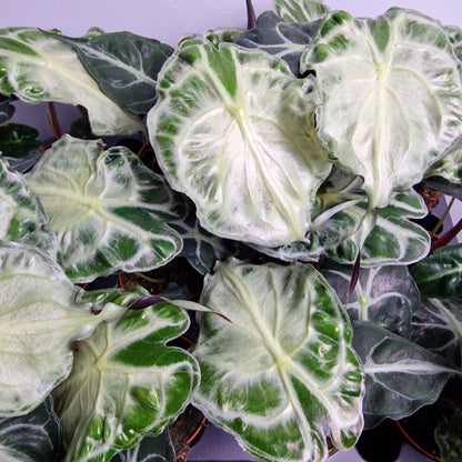 Alocasia Venom – 8cm Pot