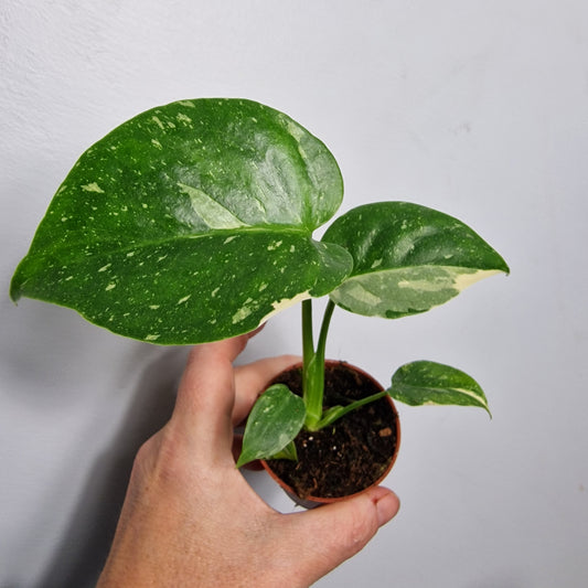 Monstera Thai Constellation – 6cm Pot (#2)