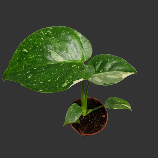 Monstera Thai Constellation – 6cm Pot (#2)
