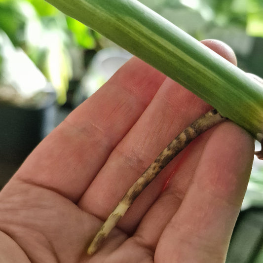 Monstera Albo Top Two Leaf Cutting with 3 areal roots