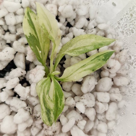 PRE-ORDER – Philodendron Gloriosum No2 (Variegated)  – Young Exact TC Plant (#3)