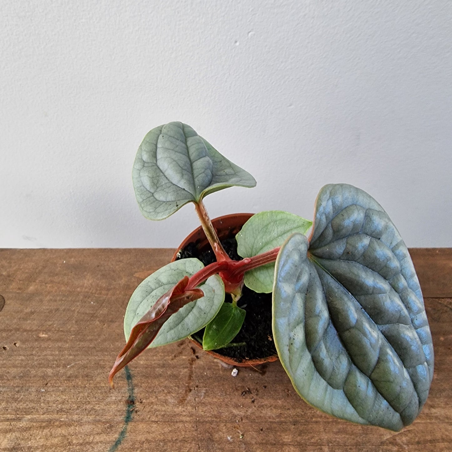 Anthurium Platinum Luxurians – 6cm Pot