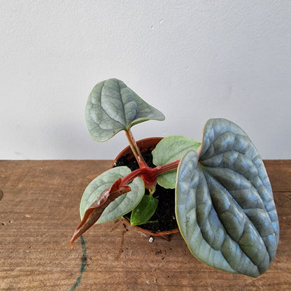 Anthurium Platinum Luxurians – 6cm Pot