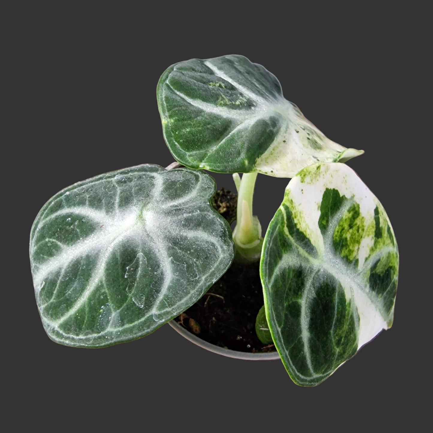 Alocasia Ninja Variegated Rare Houseplant 6cm pot (2)