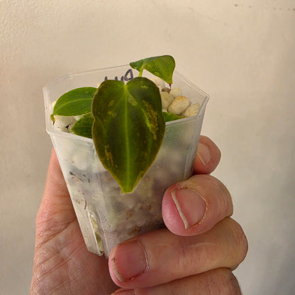Philodendron Verrucosum Mint Variegata – Exact Plant #1