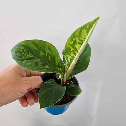 Homalomena Camouflage Rare Houseplant 9cm pot