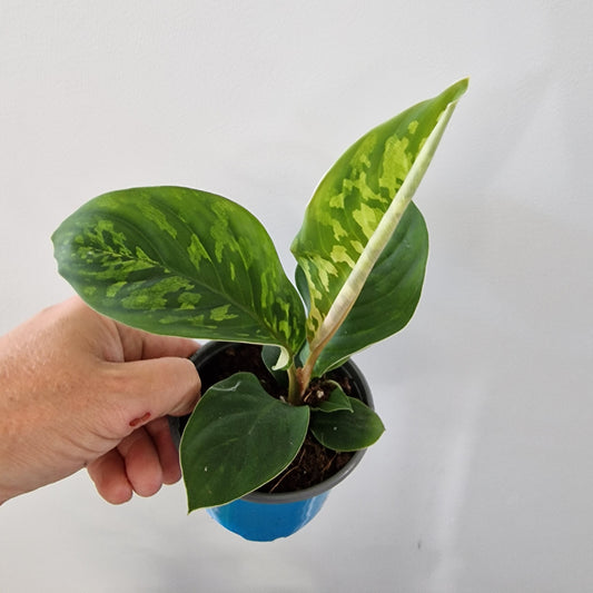 Homalomena Camouflage Rare Houseplant 9cm pot