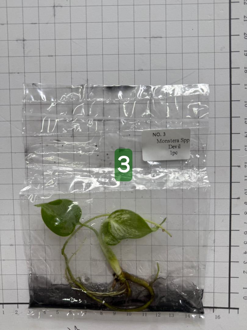 Choose your own Monstera Devil Tissue Culture Plantlet Pre-Order - see description