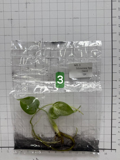 Choose your own Monstera Devil Tissue Culture Plantlet Pre-Order - see description