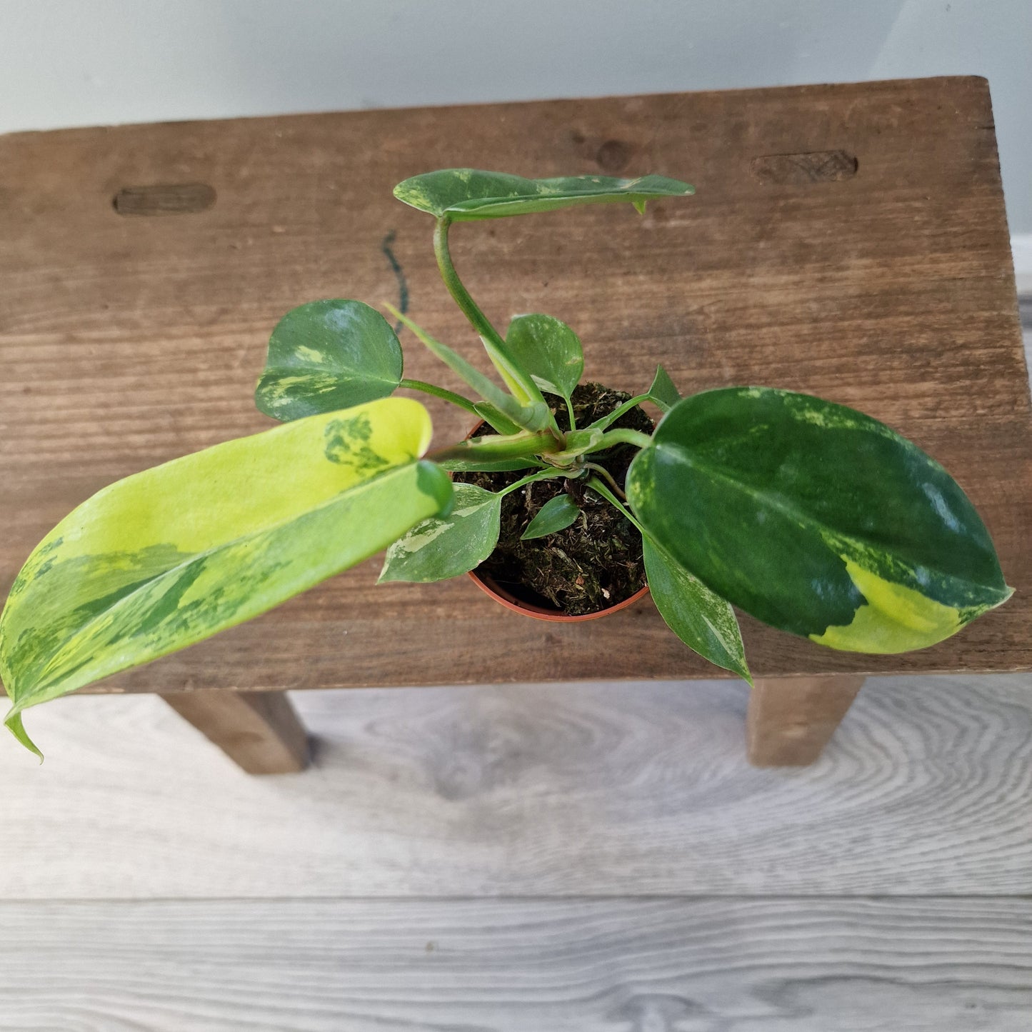 Philodendron Florida Beauty – 7cm Pot (#4)
