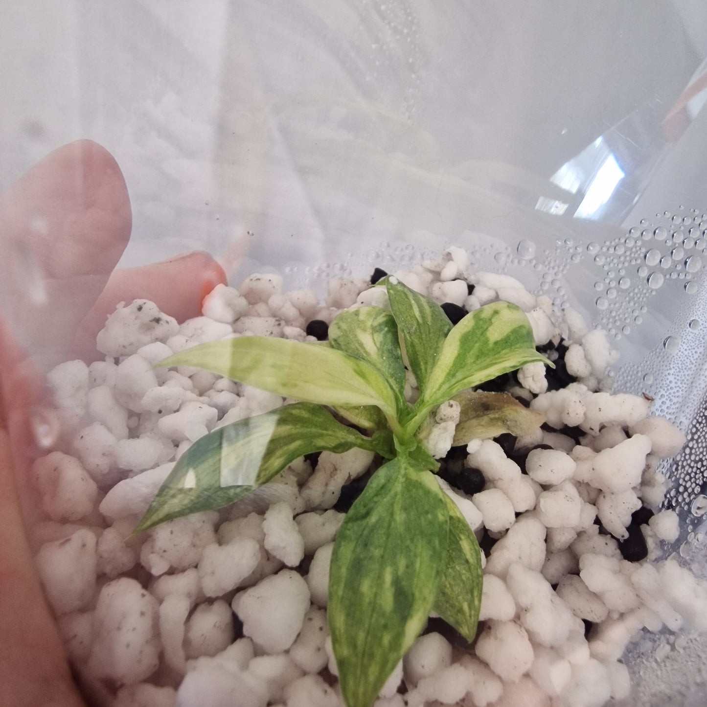 Philodendron Gloriosum No2 (Variegated)  – Young Exact TC Plant (#1)